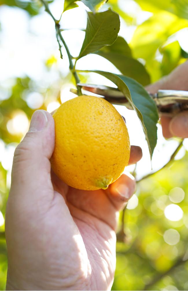 無農薬・減農薬レモン