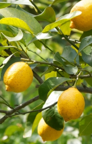 レモンの木に実ったイエローレモン