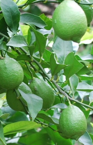 レモンの木に実ったグリーレモン